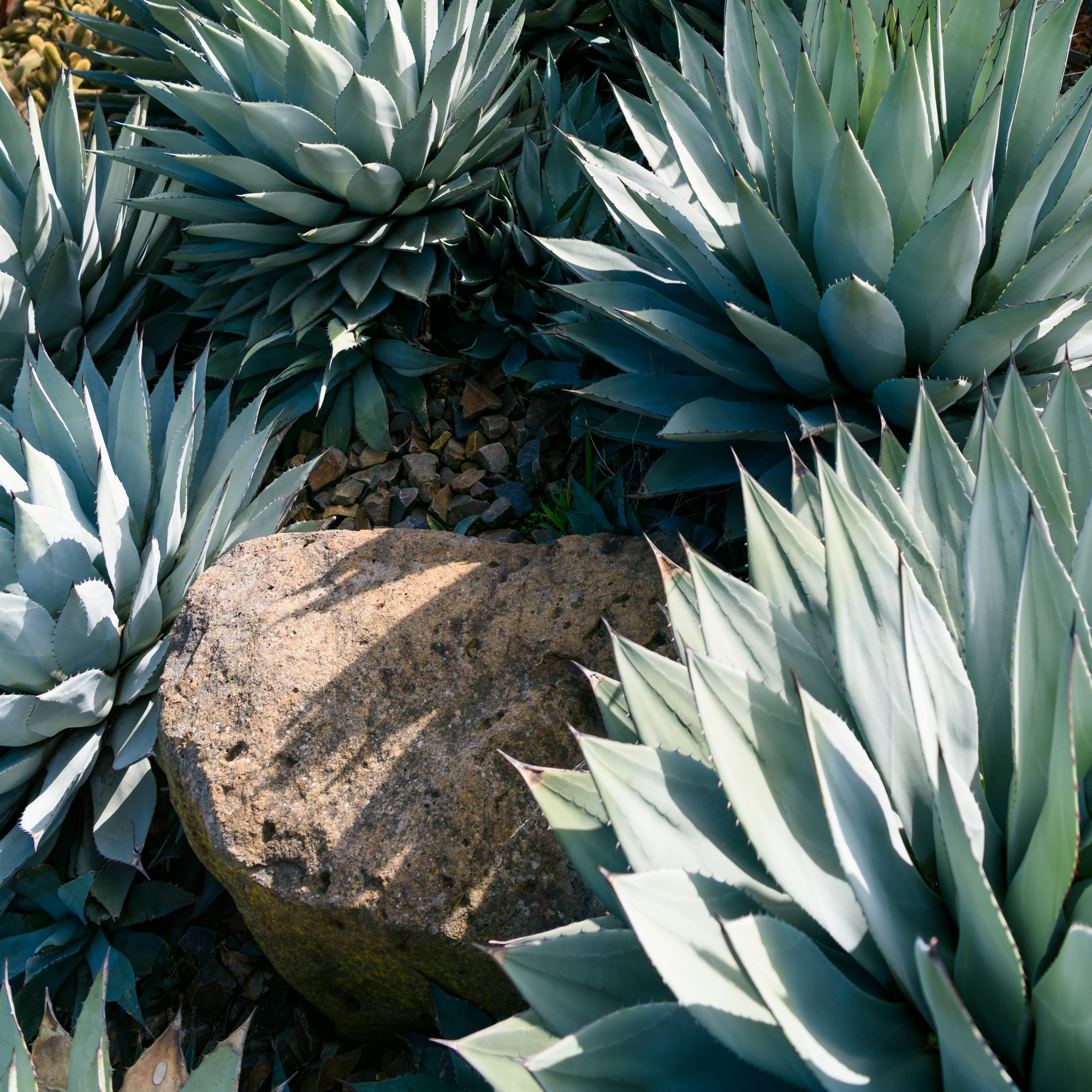 Agave y Desierto